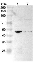 Western blot analysis was performed using anti-ACADS polyclonal antibody at 1μg/ml on various samples.
Lane 1: Mouse heart lysate
Lane 2: Rat heart lysate