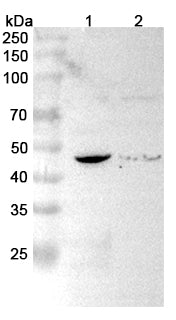 Western blot analysis was performed using anti-ACADS polyclonal antibody at 1μg/ml on various samples.
Lane 1: Mouse heart lysate
Lane 2: Rat heart lysate
