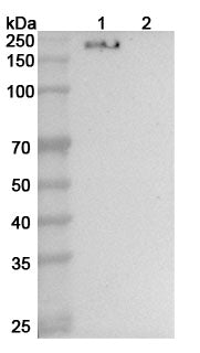 Detects CD206/MRC1 in indirect ELISAs.