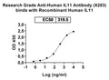 Recombinant Human IL11 Protein, N-His