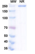 Anti-Human IL11 Reference Antibody (BI 765423) – Figure 1 of 1