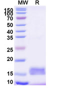 SDS-PAGE for Anti-Human CD9 Nanobody (SAA0905)