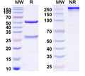 SDS-PAGE for Anti-Human CD119/IFNGR1 Antibody (SAA0044)