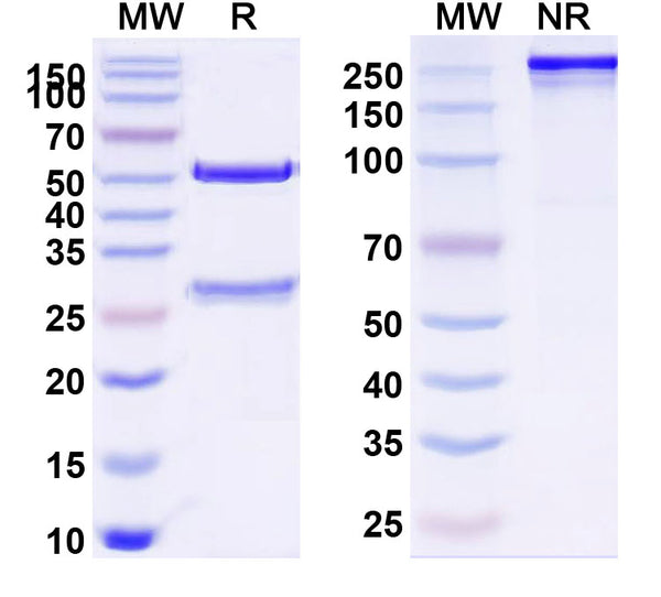 SDS-PAGE for Anti-Human CD119/IFNGR1 Antibody (SAA0044)