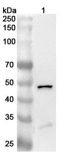 Western blot analysis was performed using anti-CASP8 polyclonal antibody at 1ug/mL on various samples.
Lane 1: THP-1 cell lysate