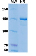 Anti-Human CD19 Reference Antibody (Coltuximab) – Figure 1 of 1