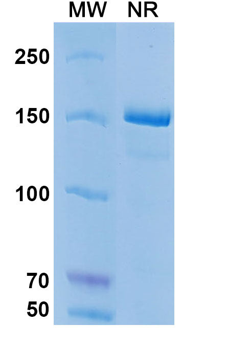 Anti-Human CD19 Reference Antibody (Coltuximab) – Figure 1 of 1