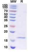 SDS-PAGE for Anti-Human CD19 Nanobody (SAA1246)