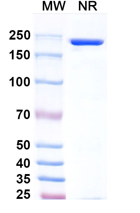 Anti-Human CD19 Reference Antibody (Tafasitamab) – Figure 1 of 2