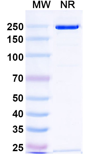 Anti-Human CD19 Reference Antibody (Denintuzumab) – Figure 1 of 1