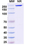 Anti-Human CD19 Reference Antibody (Loncastuximab) – Figure 1 of 1