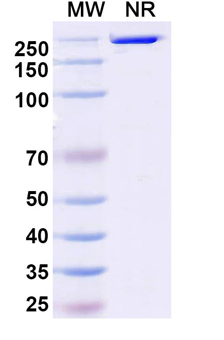 Anti-Human CD19 Reference Antibody (Loncastuximab) – Figure 1 of 1