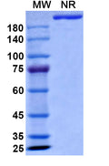 Anti-Human CD19 Reference Antibody (Obexelimab) – Figure 1 of 2