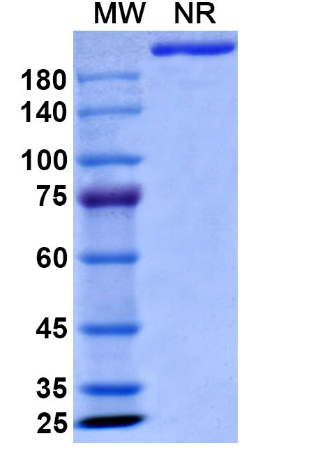 Anti-Human CD19 Reference Antibody (Obexelimab) – Figure 1 of 2