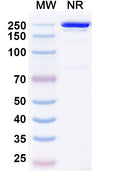 Anti-Human CD19 Reference Antibody (Budoprutug) – Figure 1 of 1
