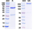 SDS-PAGE for Anti-Human CD19 Antibody (SAA2206)