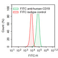 Flow-cytometry using FITC anti-Human CD19 antibody. Raji cells were stained with an irrelevant antibody  (Red Histogram) or a FITC anti-Human CD19 antibody monoclonal antibody (Catalog # HB996717 , Green Histogram) at a concentration of 5 µg/ml for 30 mins at RT. After washing, cells analysed on a NovoCyte Flow Cytometer.