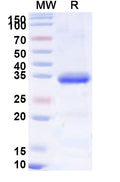 Recombinant Human IGFBP5 Protein, N-His-SUMO&C-Strep