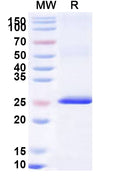 Recombinant Human XPO4 Protein, N-His