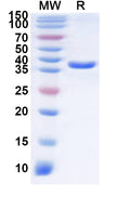 Recombinant Human OR2C3 Protein, N-GST & C-His