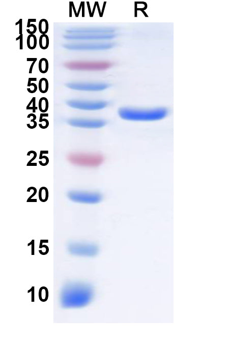 Recombinant Human OR2C3 Protein, N-GST & C-His