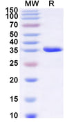 Recombinant Human IFITM1 Protein, N-GST & C-His