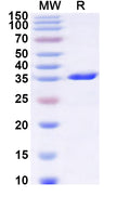 Recombinant Human ICMT Protein, N-GST & C-His