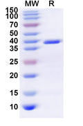 Recombinant Human ADORA1 Protein, N-GST & C-His