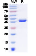 Recombinant Human SLC7A5 Protein, N-GST & C-His