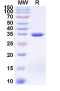 Recombinant Human SLC19A2 Protein, N-His-KSI
