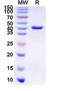 Recombinant Human GJB5 Protein, N-GST & C-His