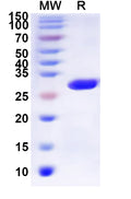 Recombinant Human HTR5A Protein, N-His-KSI