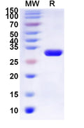 Recombinant Human CHRM5 Protein, N-His-KSI