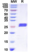 Recombinant Human SLC7A1 Protein, N-His-KSI
