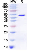 Recombinant Human MAS1 Protein, N-GST & C-His