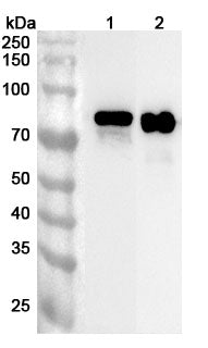 Western blot analysis was performed using anti-NCAPH2 polyclonal antibody at 1ug/mL on various samples.
Lane 1: Mouse brain lysate
Lane 2: Rat brain lysate