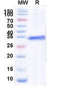 Recombinant Human HLX Protein, N-GST & C-His