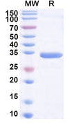 Recombinant Human SLC35A1 Protein, N-GST & C-His