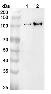 Western blot analysis was performed using anti-USP4  polyclonal antibody at 1ug/mL on various samples.
Lane 1: Hela cell lysate
Lane 2: Jurkat cell lysate