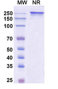 Anti-Human 5T4 Reference Antibody (Naptumomab) – Figure 1 of 2