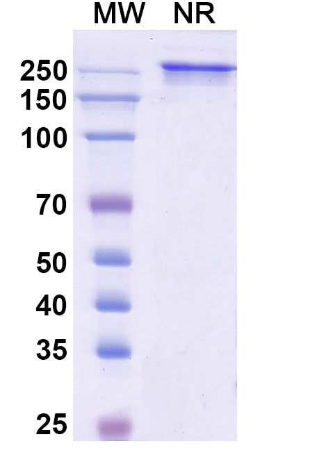 Anti-Human 5T4 Reference Antibody (Naptumomab) – Figure 1 of 2
