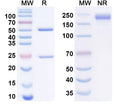SDS-PAGE for Anti-Human CBX3 Antibody (P003)