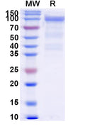 Recombinant Human CD162/SELPLG Protein, C-Fc