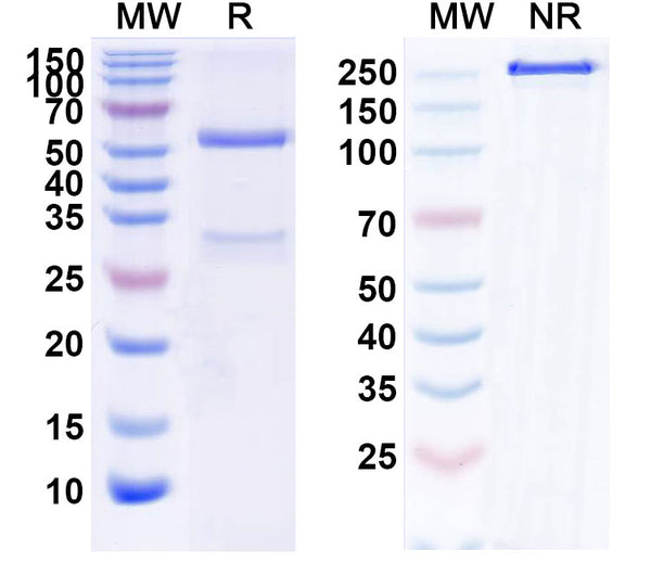 Anti-Human PSGL-1/CD162 Reference Antibody (Neihulizumab) – Figure 1 of 1