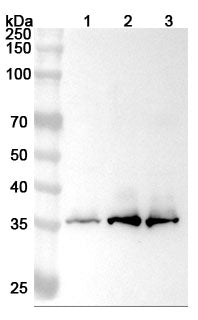 Western blot analysis was performed using anti-STX4 polyclonal antibody at 1ug/mL on various samples.
Lane 1: Hela cell lysate
Lane 2: HL-60 cell lysate
Lane 3: K562 cell lysate