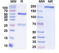 SDS-PAGE for Anti-GluN2B/NR2B glutamate receptor Antibody (N59/36)