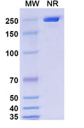 Anti-Human 4-1BB Ligand/TNFSF9 Reference Antibody (Utomilumab) – Figure 1 of 1