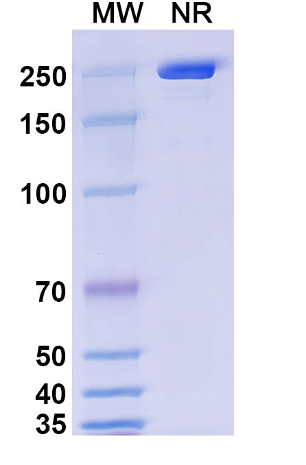 Anti-Human 4-1BB Ligand/TNFSF9 Reference Antibody (Utomilumab) – Figure 1 of 1