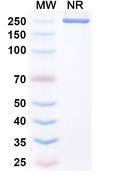 Anti-Human 4-1BB Ligand/TNFSF9 Reference Antibody (Urelumab) – Figure 1 of 1