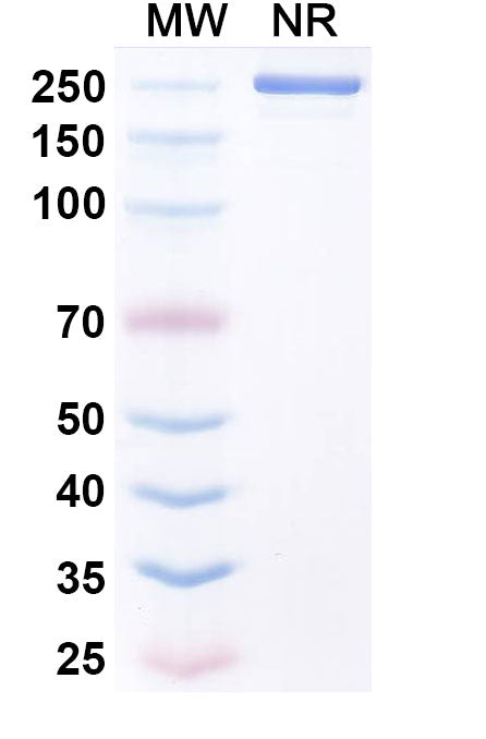 Anti-Human 4-1BB Ligand/TNFSF9 Reference Antibody (Urelumab) – Figure 1 of 1